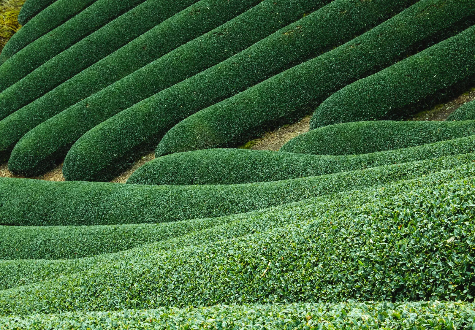 画像分解に基づく茶畑の生育状況認識